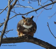 6s3a9948greathornedowl