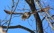 6s3a9950greathornedowl