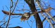 6s3a9950greathornedowl_hq