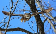 6s3a9950greathornedowl_hq2