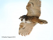 6s3a9969greathornedowl