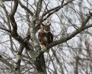 6s3a9979greathornedowl