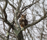 6s3a9983greathornedowl