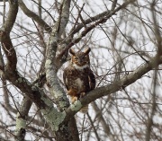 6s3a9986greathornedowl