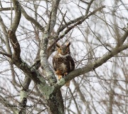 6s3a9990greathornedowl