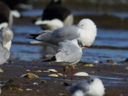 6S3A0449Black-headed_Gull