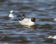 6S3A0503Black-Headed_Gull