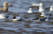 6S3A0533Black-Headed_Gull
