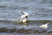6S3A0554Black-Headed_Gull