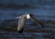 6S3A0577Laughing_gull