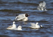 6S3A0586Black-Headed_Gull