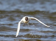 6S3A0592Black-Headed_Gull