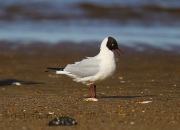 6S3A0628Black-Headed_Gull