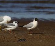 6S3A0633Black-Headed_Gull