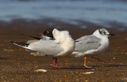 6S3A0637Black-Headed_Gull