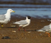 6S3A0639Black-Headed_Gull