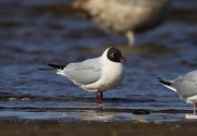 6S3A0692Black-Headed_Gull