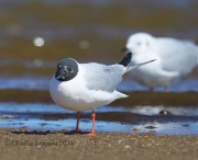 6S3A1105Bonaparte's_Gull