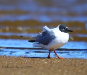 6S3A1110Bonaparte's_Gull