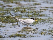 6S3A4676Least_Tern