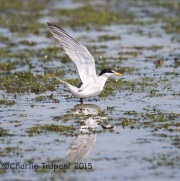 6S3A4684Least_Tern
