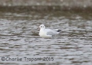 6S3A5081Black-headed_Gull