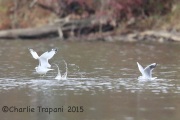 6S3A5197Black-headed_Gull