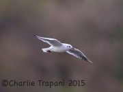 6S3A5262Black-Headed_Gull