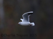 6S3A5270Black-Headed_Gull