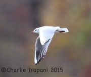 6S3A5271Black-Headed_Gull