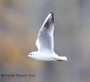 6S3A5272Black-headed_Gull