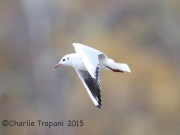 6S3A5273Black-headed_Gull