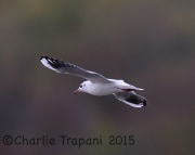 6S3A5275Black-Headed_Gull