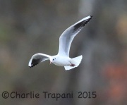 6S3A5281Black-Headed_Gull