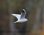 6S3A5287Black-Headed_Gull