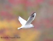 6S3A5289Black-headed_Gull