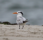 6S3A6077Royal_Tern