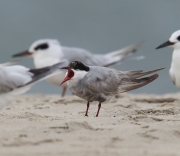 6S3A6151Whiskered_Tern