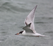 6S3A6344Common_Tern