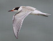 6S3A6346BCommon_Tern