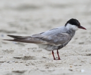 6S3A6385WhiskeredTern