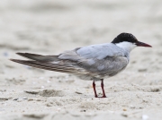 6S3A6399WhiskeredTern