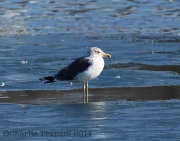 6s3a0129lesserblack-backedgull