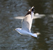 6s3a0233ringbilledgull
