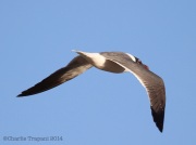 6s3a4851franklinsgull