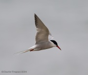 6s3a7368commontern