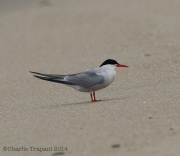 6s3a7441commontern