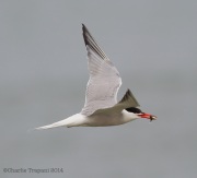 6s3a7507commontern