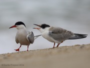 6s3a7551commonterns