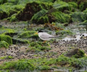 6s3a7622leasttern